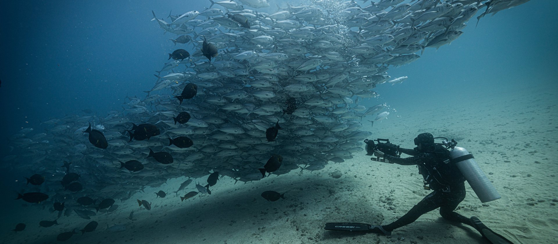 Jacks in Capo Pulmo Jack Fish Experience in Capo Pulmo