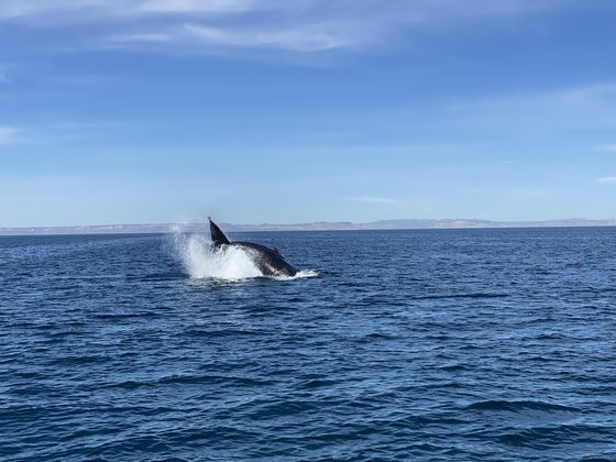 Humpbackwhale jumping Buckelwahl am springen