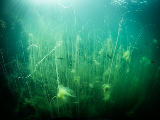 Fische im Seegras Fische im Seegras