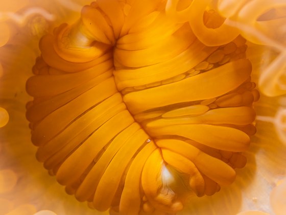 Anemonen Mund leuchtend oranger Mund einer Anemone