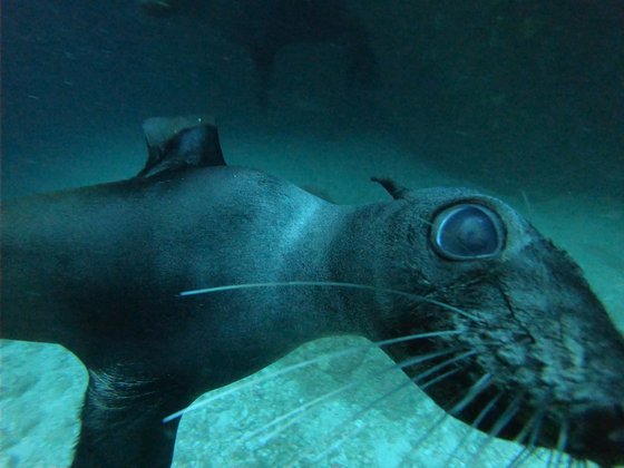 Sea Lion Sea Lion up close