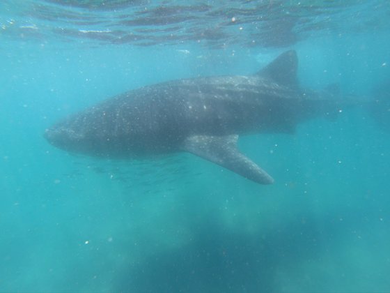 Whale Shark Whale Shark in der Sea of Cortez