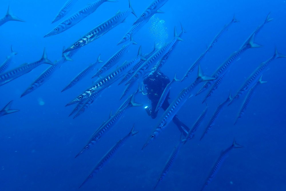 Fische beim Tauchgang in Elba von TSK