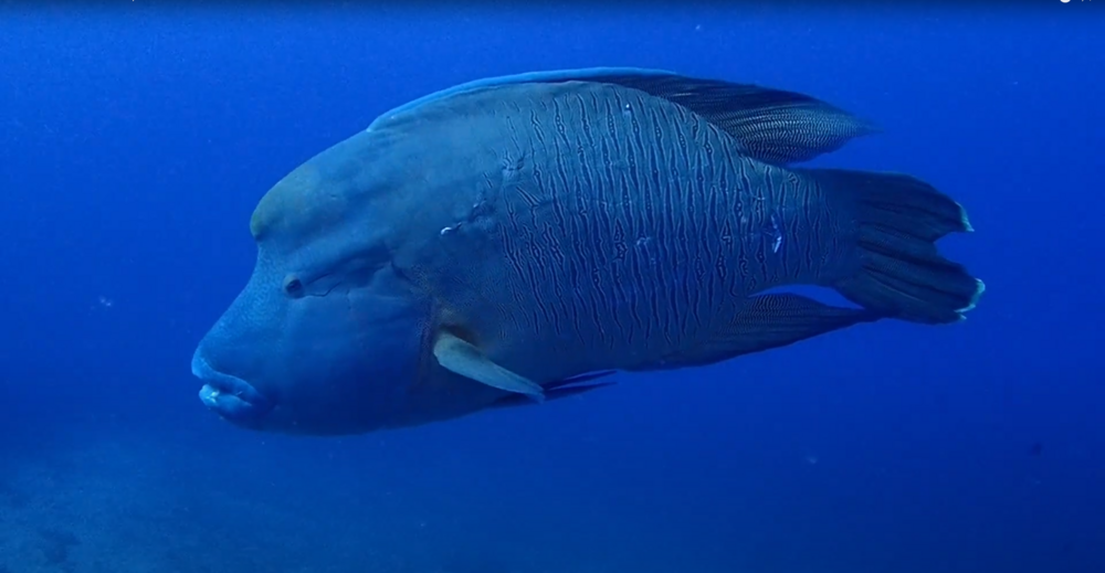 Napoleonfisch | Sabine Renfer