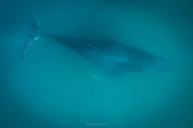 Humpback in the sea of cortez Buckelwahl in der Sea of Cortez
