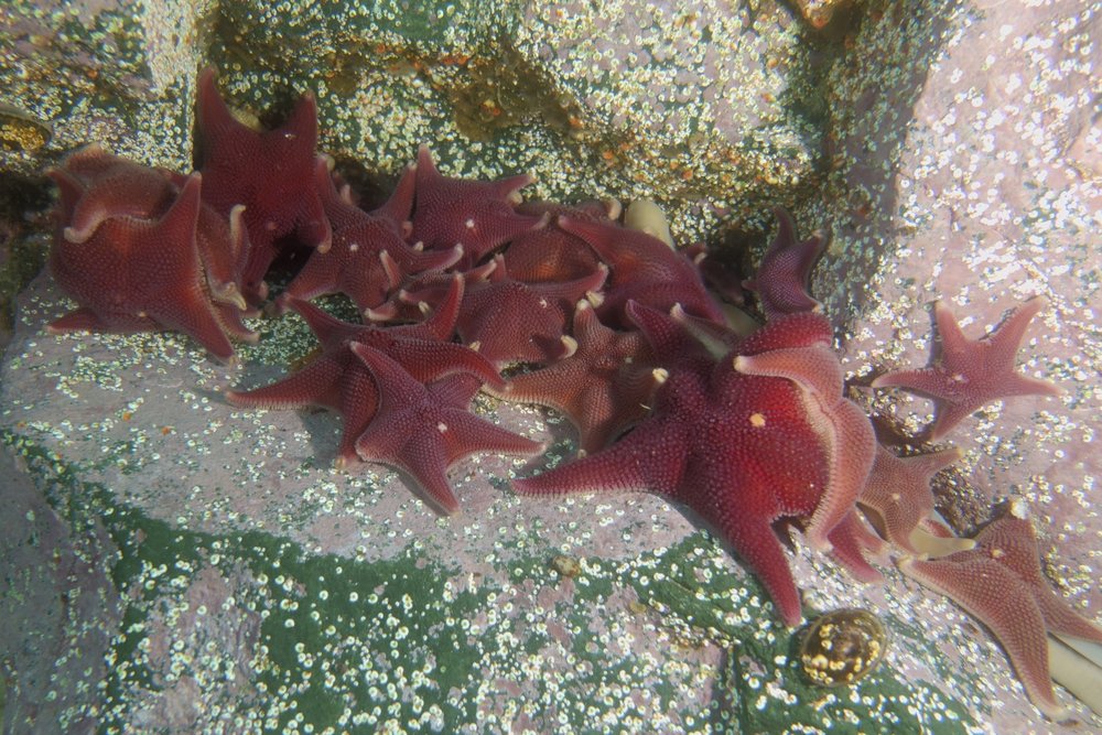 TSK Tauchreise Antarktis Cuddling Sea Star