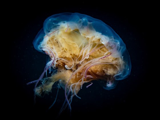 Jelly Fish Wunderschöne Qualle mit schwarzem Hintergrund