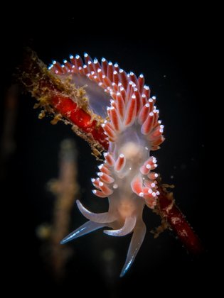 Nacktschnecke Nacktschnecke