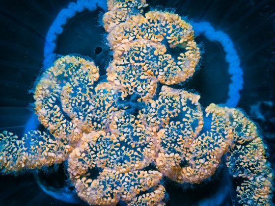 crazy jellyfish blauleuchtende Qualle