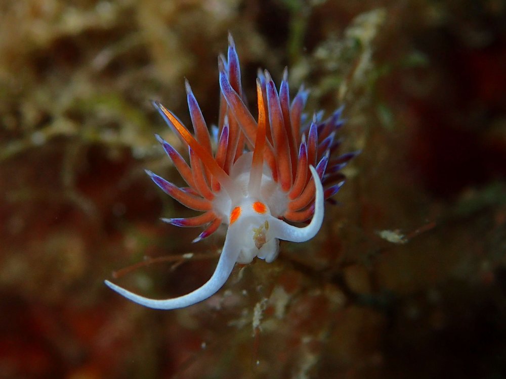 Foto einer wunderschönen flabellina affinis Fadenschnecke in Violett