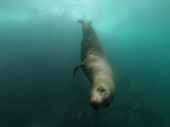 Sea Lion Seehund am abtauchen