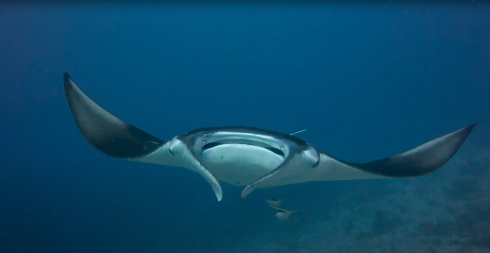 Mantarochen | Sabine Renfer