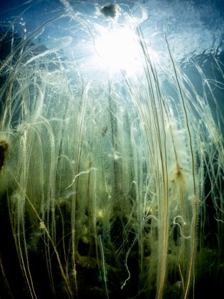 Gegenlicht Wasserpflanzen im Gegenlicht