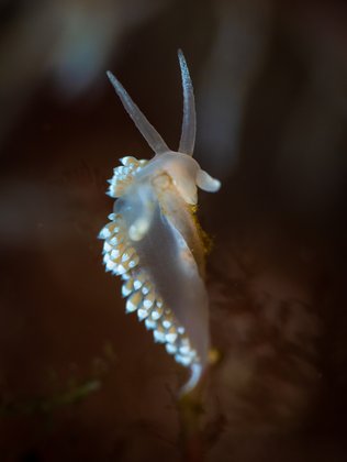 Fadenschnecke wunderschöne Nacktschnecke