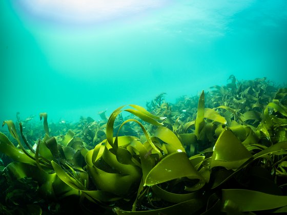 Kelp Kelp, Wasser, Sonne