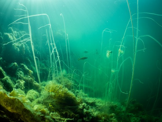 Fische im Seegras Fische im Seegras