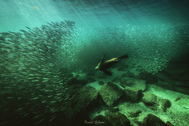 Sealion am jagen Sealion in einem Schwarm Sardinen