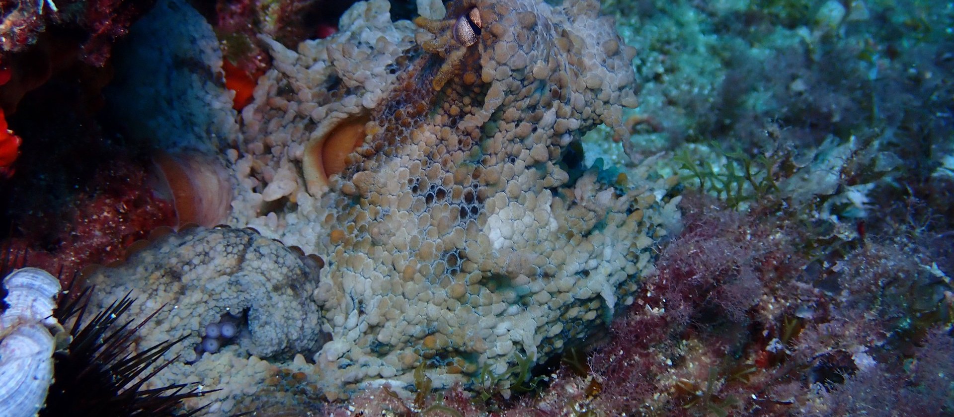 Ibiza Diving Ibiza Diving
