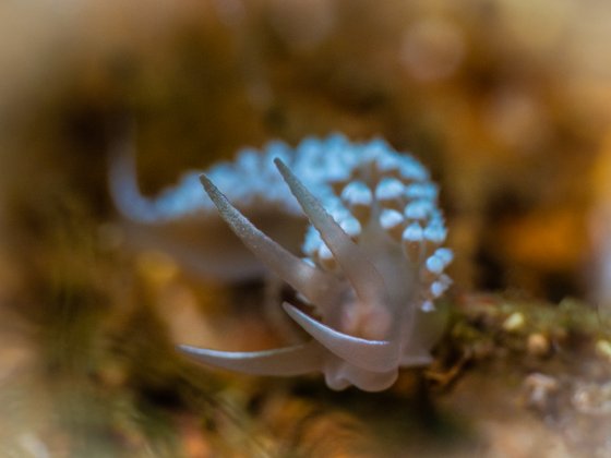 Nacktschnecke Nacktschnecke