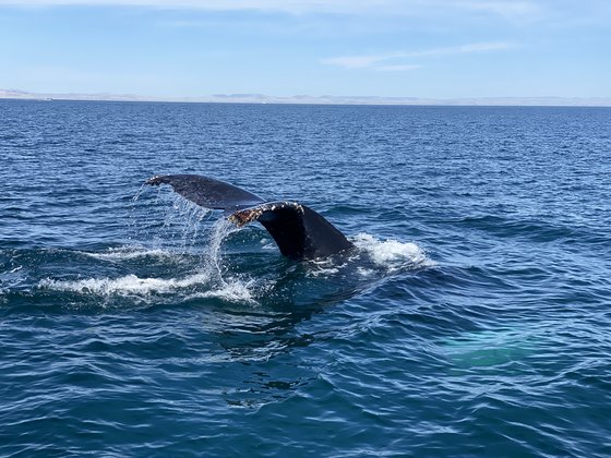 Buckelwahl in der Sea of Cortez Schwanz eines Buckelwahles