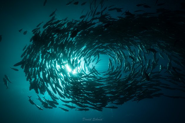 School of Jacks Capo Pulmo Jack Tornado